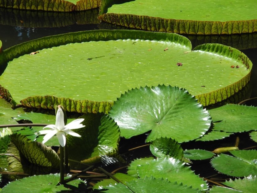 Jardin de Pamplemousse